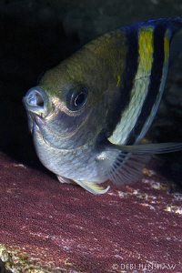 Sergeant Major guarding its eggs - I know they are not ve... by Debi Henshaw 